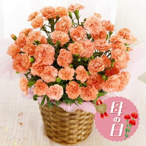 �y�ӂ邳�Ɣ[�Łz �y��s�\��z ��̓��ɁI �J�[�l�[�V���� �Ԕ� �I�����W 5�� �� ���蕨 ���j�� �A�� �G�� ���� �t�����[ �M�t�g ��̓� 2026�N5�����珇������ �I�����C�����ό��� �É��� ��