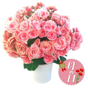 �y�ӂ邳�Ɣ[�Łz �y��s�\��z ��̓��ɁI ���[�K�X �x�S�j�A �{���A�X ���A�� 5�� �� ���蕨 ���j�� �A�� �G�� ���� �t�����[ �M�t�g ��̓� 2026�N5�����珇������ �I�����C�����ό��� �É�