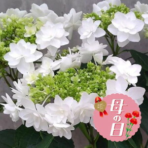 �y�ӂ邳�Ɣ[�Łz �y��s�\��z ��̓��ɁI �A�W�T�C �v���|�[�Y�t�H�[���[ �� ���蕨 �������� ���z�� ���j�� �A�� �G�� ���� �t�����[ �M�t�g ��̓� 2026�N5�����珇������ �I�����C������