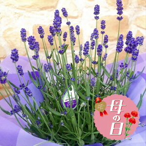 �y�ӂ邳�Ɣ[�Łz �y��s�\��z ��̓��ɁI �C���O���b�V�� ���x���_�[ ���A�� 5�� �� ���蕨 ���j�� �A�� �G�� ���� �t�����[ �M�t�g ��̓� 2026�N5�����珇������ �I�����C�����ό��� �É�