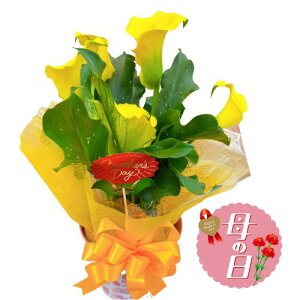 yӂ邳Ɣ[Łz ys\z ̓ɁI J[ A CG[ 5 n  蕨 j A G  t[ Mtg ̓ 2026N5珇 ICό É 