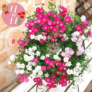 �y�ӂ邳�Ɣ[�Łz �y��s�\��z ��̓��ɁI �����Q���[�Y �l�G�炫 �~�j�o�� �����O�A�� �� �o�� �K�N ���[�X �����O�d���� �o�X�P�b�g ���蕨 ���j�� �A�� �G�� ���� �t�����[ �M�t�g ���