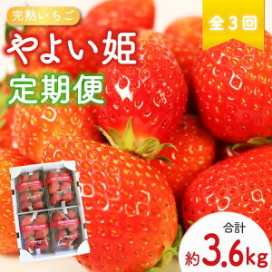 yӂ邳Ɣ[Łz y s\ : 2026N2`\ z yS3ցz 悢P 1.2kg 300g×4pbN i2A3A4j  n  Yn  tbV C`S  t[c ʕ 