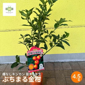 【ふるさと納税】 種なし キンカン 苗木 ぷちまる 金柑 1年生 4.5号 ロングポット 果樹苗 家庭菜園 植物 果物 くだもの 果樹 キンカン苗 園芸 柑橘類 きんかん 国産 フルーツ 観葉植物 ガーデニング 栽培 藤枝市 静岡県