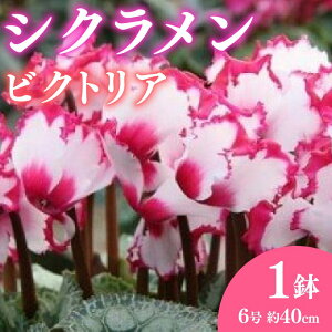 yӂ邳Ɣ[Łz ys\z  VN A rNgA 6  ~ G K[f K[fjO   v[g Mtg A 2025N12{蔭Jn ICό