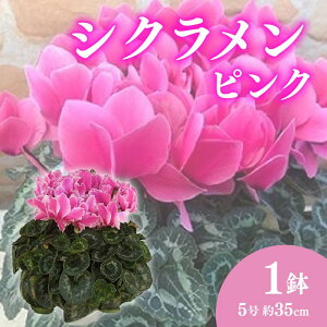 yӂ邳Ɣ[Łz VN A 5 sN  ~ K[fjO   v[g Mtg A G߂̉  ϗtA CeA Ԃ̂炵 | 񂹐A t[Mtg ~