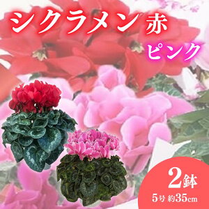 yӂ邳Ɣ[Łz VN A 5 2 2F Zbg ~  G߂̉ K[f K[fjO  p v[g Mtg A ϗtA ~̉ Ԃ̂炵 2025N12{蔭