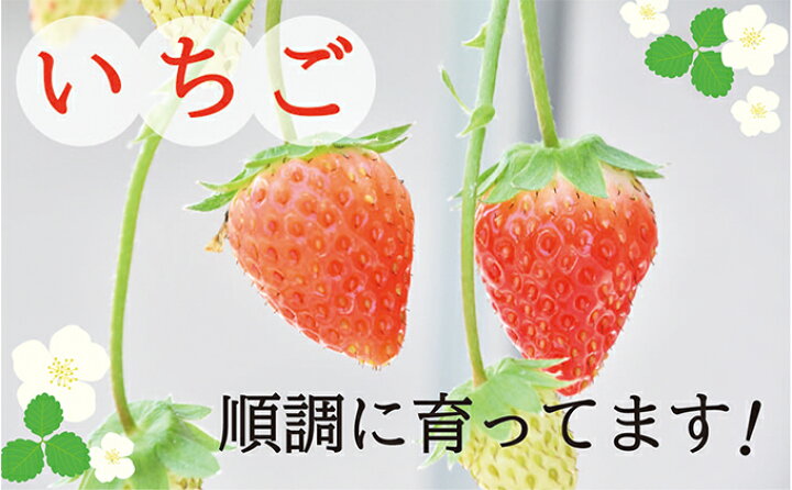 楽天市場 ふるさと納税 4月 5月発送 たっぷり いちご狩り気分 2種2kg越 産地直送フレッシュいちご 果物類 いちご 苺 イチゴ 2kg お届け 23年4月上旬 5月下旬 静岡県藤枝市