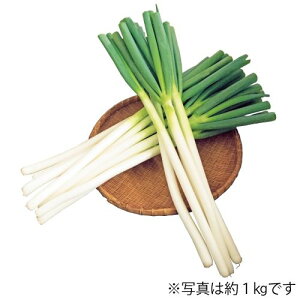 【ふるさと納税】富士山の麓で育った「白ネギ」3kg【野菜】