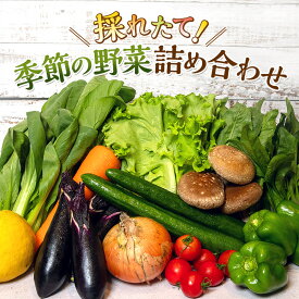 【ふるさと納税】とれたて 野菜 パック 季節の野菜 セット 詰め合わせ 10品前後 野菜セット 野菜詰め合わせ ジャガイモ 人参 大根 小松菜 白ネギ グリ−ンリ−フ チンゲン菜 椎茸 トマト 水菜 葉ネギ 人気 厳選 静岡県　【 袋井市 】