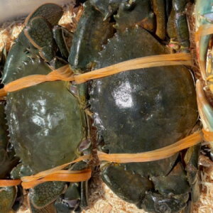 yӂ邳Ɣ[ŁzylΎYzhE}Kj̃JWPW 2tyzsnFzy1499174z