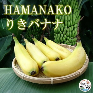 yӂ邳Ɣ[ŁzHAMANAKO@肫@oii  5{(e160~190g)yzsnFzy1525861z