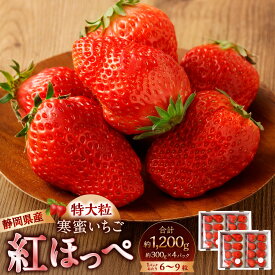 【ふるさと納税】〈選べる発送時期〉寒蜜いちご 紅ほっぺ 特大粒 計約 1200g 約300g×4パック 1パックあたり6～9粒 1.2kg いちご イチゴ 苺 果物 くだもの フルーツ 国産 静岡県産 静岡県 菊川市 送料無料【2025年12月下旬～2026年3月下旬発送予定】