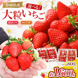 【ふるさと納税】【先行予約/数量限定】選べる！伊豆産ブランドいちご　紅ほっぺ・きらぴ香・食べ比べ|果物 フルーツ イチゴ 苺 期間限定 伊豆の国 静岡 静岡県