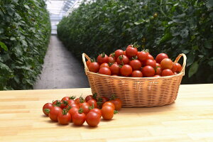 �y�ӂ邳�Ɣ[�Łz�y�t���[�c�g�}�g�z�O�ߍ����g�}�g�@�t���e�B�J�i1.8Kg�j�^ ��� �₳�� �Ƃ܂� ���� �Y�n���� �ɓ��̍� �É� �É���