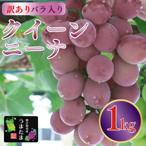 yӂ邳Ɣ[Łz 󂠂 o NC[j[i 1kg Ԃǂ uhE  t[c ʕ  Yn _ƒ Y    fU[g ʎ ƒp 蕨 Mtg V