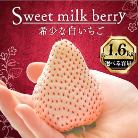 【ふるさと納税】 いちご 白いちご 計 200g〜1.6kg 高級 白 イチゴ 苺 セット Sweet milk berry フルーツ 果物 ストロベリー 産地直送 国産 スイーツ デザート くだもの イチゴ 果物 贈答用 ギフト 畠農宝 静岡県 牧之原市