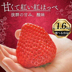 【ふるさと納税】 いちご 計 400g〜1.6kg 高級 イチゴ 苺 セット フルーツ 果物 ストロベリー 産地直送 国産 スイーツ デザート くだもの イチゴ 果物 贈答用 ギフト 畠農宝 静岡県 牧之原市