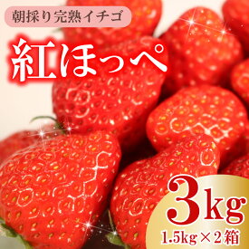 【ふるさと納税】 令和8年3月発送 朝摘み 紅ほっぺ 3kg セット いちご イチゴ 苺 フルーツ ストロベリー ギフト 甘い ブランド ジャム スムージー 健康 ビタミン デザート 朝採れ 産地直送 美味しい 静岡 イチゴイチエ石神農園 新鮮 旬 季節限定 贈り物 牧之原市 静岡県