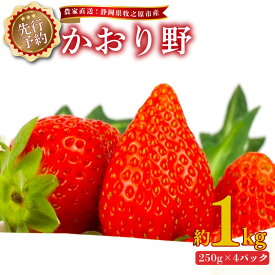 【ふるさと納税】 いちご かおり野 1kg 2027年2月上旬発送予定 250g × 4パック 期間限定 数量限定 いちご イチゴ かおりの 産地直送 フルーツ 苺 果物 ストロベリー 牧之原苺 牧之原いちご 静岡苺 静岡いちご 朝採れ 新鮮 農家直送 静岡県 牧之原市産 ヤマセン