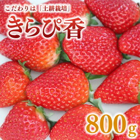 【ふるさと納税】 【2～3月頃順次発送予定】 きらぴ香 いちご 800g ～ 1.6kg 苺 イチゴ 朝摘み 果物 いちご イチゴ 苺 フルーツ くだもの スイーツ デザート ストロベリー おやつ 贈答 甘い 農家直送 朝採れ 産地直送 国産 おすすめ おいしい タイラファーム 静岡県 牧之原市