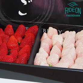 【ふるさと納税】 高級 紅白 いちご 直詰め セット 白いちご Sweet milk berry 630g以上 紅ほっぺ 630g以上 フルーツ 果物 苺 イチゴ ストロベリー ギフト プレゼント 贈り物 スイーツ デザート おやつ 牧之原市 静岡県