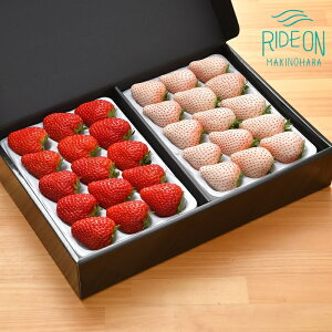 yӂ邳Ɣ[Łz  g  Zbg  Sweet milk berry Ԃ gق ×1pbN ×1pbN C`S Xgx[ t[c ʕ p Mtg v[g n Â  