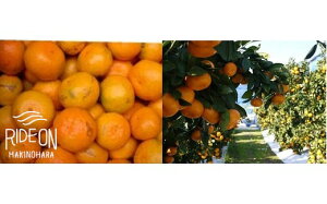 yӂ邳Ɣ[Łz y1珇\z AEgbg ݂ 15kg ʌ t ܂TCY TCYs 󂠂 Â ʕ  t[c ݂ ~J  k Yn