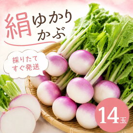 【ふるさと納税】 【先行予約 国産 かぶ】 国産 かぶ 蕪 カブ 絹ゆかりかぶ 紫かぶ 採れたて 有機肥料栽培 静岡茶栽培 甘い やわらかい ジューシー 絹のような食感 生 美味しいかぶ サラダ かぶ漬物 かぶ 味噌汁 煮物かぶアレンジレシピ 丸新柴本製茶 静岡 県 牧之原市