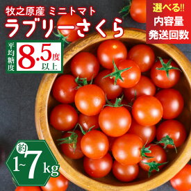 【ふるさと納税】 ミニ トマト フルーツ トマト ラブリーさくら うまたま 糖度 8.5度 予約 受付 選べる 配送 回数 定期便 500g から お届け 可能 計 1kg ~ 7kg 国産 野菜 フルーツ 甘い 別送 静岡県 牧之原市 山本農園