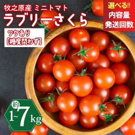 【ふるさと納税】 ミニトマト 1kg ~ 7kg トマト ラブリーさくら うまたま 訳あり 予約 受付 選べる 容量 配送 回数 500g から お届け 国産 新鮮 産地直送 野菜 高糖度 フルーツトマト 定期便 送料無料 ギフト 贈り物 お弁当 お裾分け 別送 静岡県 牧之原市 山本農園
