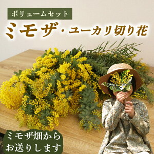yӂ邳Ɣ[Łz ~U E [J ؂ {[ Zbg qVsY  Mtg v[g 蕨 j  Ή| ~U [J ԑ ӂ邳Ɣ[ lC  hCt
