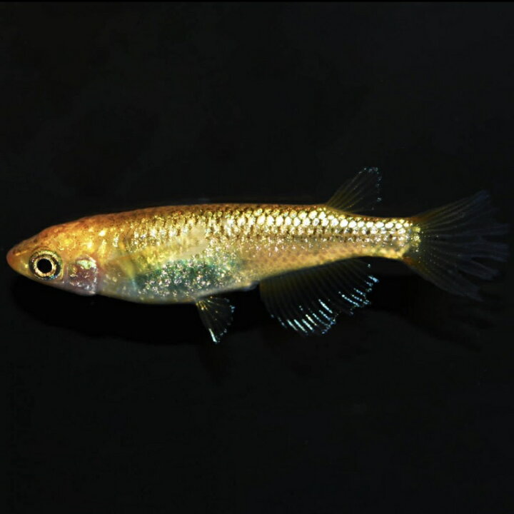 国内最安値 静岡県 めだか フルボディ メダカ みゆき 魚 観賞 幹之 10匹