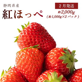 【ふるさと納税】 2月発送 いちご 紅ほっぺ 合計 2000g以上 常温発送 いちご イチゴ 苺 フルーツ 果物 贈答用 ギフト 旬 高糖度 完熟 産地直送 美味しい 土耕栽培 濃い 甘い おいしい 新鮮 上品 高級 人気 農家 厳選 牧之原市 静岡県 森木農園
