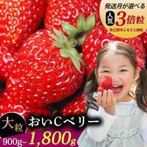 yӂ邳Ɣ[Łz yIׂz Cx[ 嗱 1800g ①  C`S 1 ~ 2 肩[ yk͔| E Xgx[ n  Mtg 蕨 Â AW _ƒ Yn