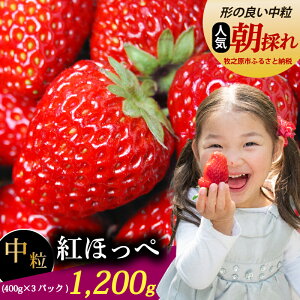 yӂ邳Ɣ[Łz gق  1200g  ① gق 400g × 3 pbN  C`S 1 肩[ yk͔| t[c ʕ XC[c fU[g E Xgx[  n  