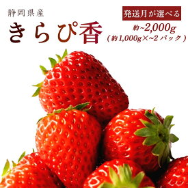 【ふるさと納税】 【発送月が選べる】きらぴ香 1000~2000g 以上 いちご 1000g×2パック イチゴ 冷蔵発送 苺 1kg 2kg 土耕栽培 フルーツ 果物 スイーツ デザート朝摘み 完熟 直送 ギフト 甘い 農家直送 国産 おすすめ 森木農園 静岡県 牧之原市 〜土耕栽培だから濃くて甘い!〜