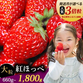 【ふるさと納税】 【発送月が選べる】 紅ほっぺ 超大粒 660g 〜 1800g いちご 【農倖いちごボックス】 冷蔵発送 苺 イチゴ 2トレイ 1箱〜2箱 ゆりかーご 土耕栽培 果物 フルーツ ギフト 完熟 朝摘み ストロベリー 産地直送 静岡県 牧之原市 〜土耕栽培だから濃くて甘い!〜