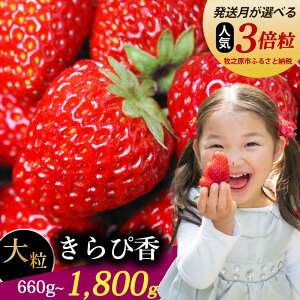 yӂ邳Ɣ[Łz yIׂz ҍ 嗱 900g ` 1800g y_􂢂{bNXz ҂ ①  C`S 1 ` 2 肩[ t[c ʕ E n  Mtg ƒ