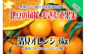 【ふるさと納税】【伊豆のみかん・柑橘】もぎたて果実 清見 オレンジ 6kg A025 / 収穫体験農園ふたつぼり 柑橘 フルーツ 静岡県 東伊豆町