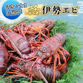 【ふるさと納税】活 伊勢海老 4～8匹 活きたままお届け 毎年10月～翌年5月中旬出荷予定 獲れたて 活伊勢えび 伊勢えび 伊勢エビ 海老 えび エビ 貝 魚介 魚介類 海鮮 冷蔵 静岡 静岡県 　お届け：毎年10月～翌年5月中旬出荷予定