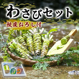 【ふるさと納税】わさび セット さくら 鮫皮おろし付 伊豆わさび食品直送 生わさび 2本 手作り わさび漬け 天城の春 三杯酢漬け わさびみそ 伊豆 ワサビ 茎 加工品 加工食品 薬味 鮫皮おろし 詰め合わせ 静岡　【 河津町 】