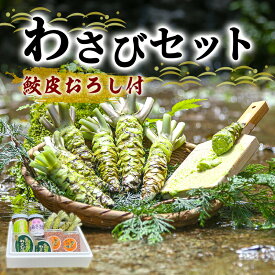 【ふるさと納税】とれたて わさび セット 池 鮫皮おろし付 伊豆わさび食品直送 生わさび 4本 手作り わさび漬け 天城の春 三杯酢漬け わさびみそ むらさき漬 醤油漬け 伊豆 ワサビ 茎 加工品 加工食品 薬味 鮫皮おろし 詰め合わせ 静岡 【夏ギフト特集】調味料　【 河津町 】