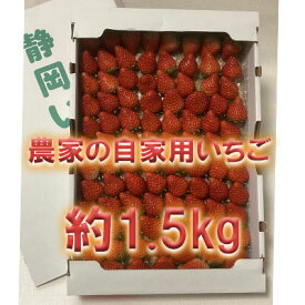【ふるさと納税】河津町産　農家の自家用いちご「紅ほっぺ」 約1.5kg 【いちご】特集 　【果物類 いちご 苺 イチゴ 紅ほっぺ 約1.5kg】　お届け：2024年6月上旬～6月中旬