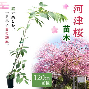 yӂ邳Ɣ[Łzc ͒Í c 120cmO   A JqUN nULV}TN ͒Ð sN ͒Ò É