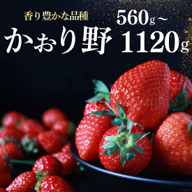 【ふるさと納税】【先行予約】【2026年3月から5月発送予定】完熟いちご280g 2パック 4パック DXパック かおり野 送料無料 みなみのいちご園 生いちご イチゴ 苺 甘い かおり野 糖度 人気 大人気 おすすめ 静岡 いちご 果物 フルーツ 南伊豆町産 静岡