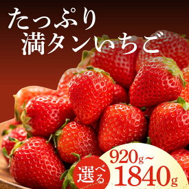 【ふるさと納税】いちご たっぷり 満タンいちご 2026年3月から5月発送予定 恋みのり かおり野から厳選 いちご 恋みのり かおり野 生いちご イチゴ 苺 小粒 中粒 甘い 果物 フルーツ 人気 大容量 静岡 南伊豆町 送料無料