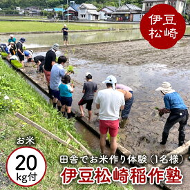 【ふるさと納税】伊豆松崎稲作塾(1名様) お米20k付き　ふるさと納税 米 米作り 稲作 作業 手作業 ガイド付 体験 自然 自然体験 農業 田んぼ アウトドア アクティビティ チケット 利用券 体験チケット 静岡 伊豆 松崎町