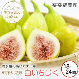 【ふるさと納税】婆娑羅農産 生白いちじく バナーネ いちじく イチジク 無花果 朝採り 皮ごと 果物 くだもの フルーツ お菓子 デザート スイーツ 料理 サラダ ジャム ケーキ 8月中旬~順次発送予定