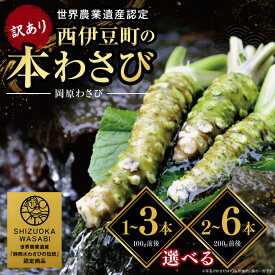 【ふるさと納税】訳あり 本わさび 選べる内容量 100g前後 1～3本 200g前後 2～6本 生わさび 山葵 刺身 そば ステーキ わさび丼 薬味 冷蔵 伊豆 静岡県 西伊豆町 岡原わさび【12月・1月発送なし】